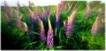 Lupins [92k]