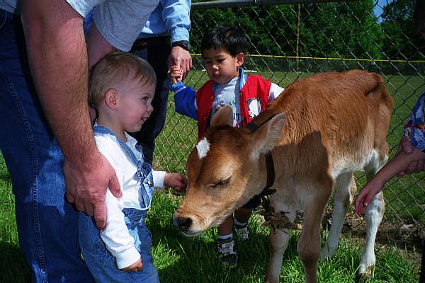 I think this cow likes me!
