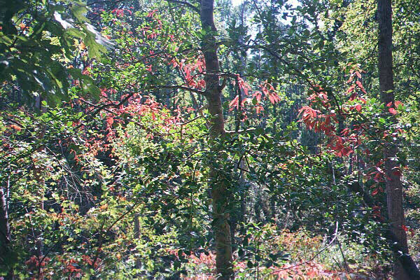 Leaves change at Hemlock Bluffs Wildlife Refuge, Cary, NC