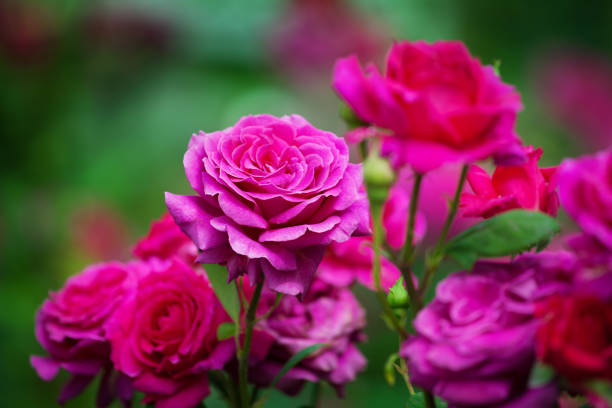 Treat Insect Problems In Roses