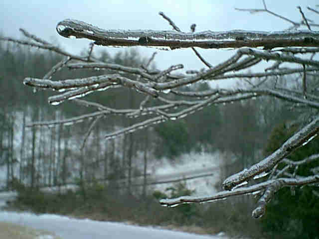 Pictures from Ice Storm 2000