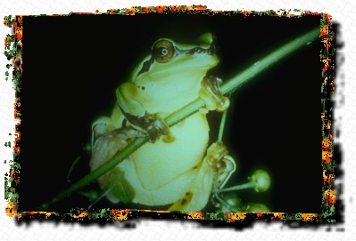Frog
