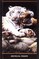 Buy this Poster at allwall.com