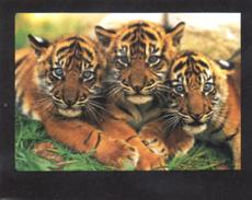 Buy this poster at allwall.com