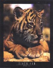 Buy this poster at allwall.com