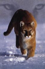 Buy this poster at allwall.com