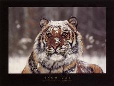 Buy this poster at allwall.com