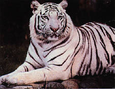 Buy this poster at allwall.com