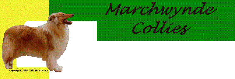 Marchwynde Collies