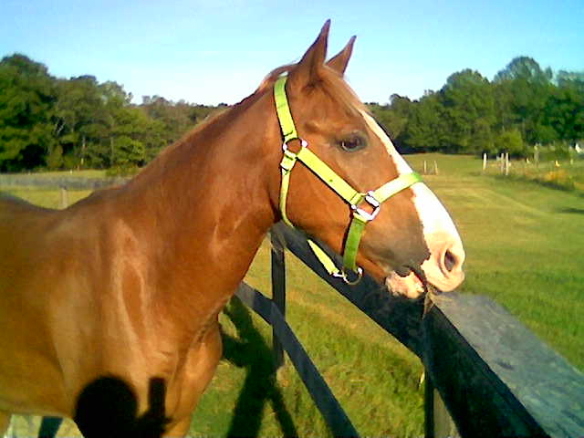 Baby watching the painted mare down the road.