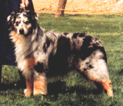 HOF CH. SandCanyon's Coup De Main, CD