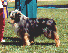 CH. Zuzax's Coup Jute of Odyssey