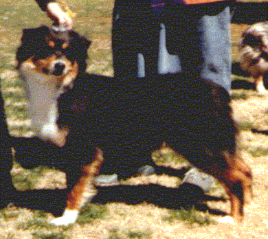 HOF CH. Odyssey's Karma, CDX