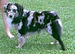 Rammer at 9 months of age