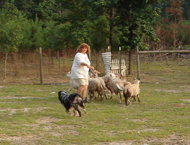 Rammer's first time on sheep