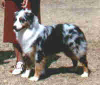 CH. Odyssey's Intrigue of Ironwood