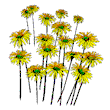 Daisies