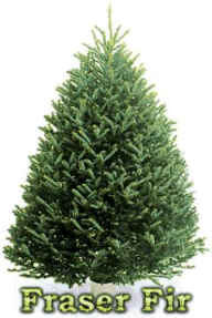 Fraser Fir