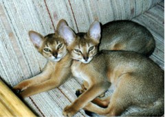 Abyssinian cats