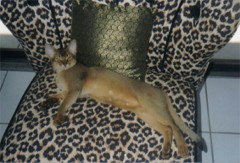 Abyssinian cats for sale