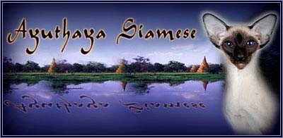 Ayuthaya Siamese