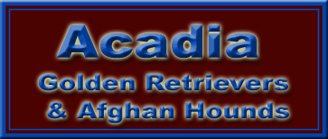 Acadia Golden Retrievers and Afghan Hounds