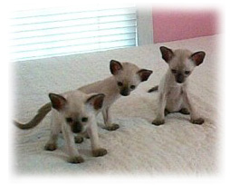 Lovey's Kittens