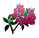 azalea