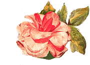 camelliatrue