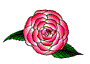 pinkcamellia