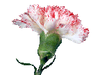 white&pinkcarnation