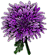 purplechrysanthemum
