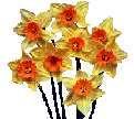 daffodil