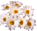 daisies