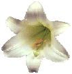 easterlily