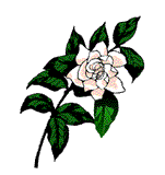 gardenia