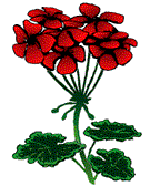 redgeranium