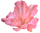 pinkgladiola