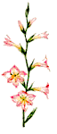 pinkgladiola2