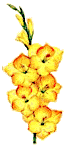 yellowgladiola