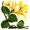 honeysuckle