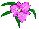 lavenderorchid