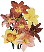 multicoloredlilies