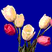 multicoloredtulips