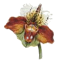 orangeorchid