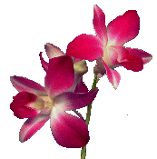 pinkorchid