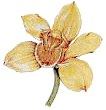 yelloworchid
