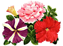 asstpetunias