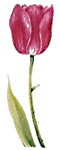 pinktulip