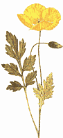 yellowpoppy